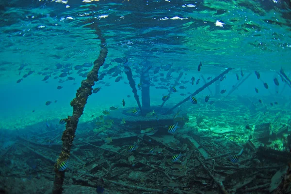 Başçavuş balık yakınındaki sualtı yapısı — Stok fotoğraf