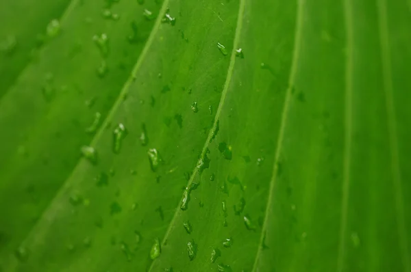 Närbild på grönt blad med daggdroppar — Stockfoto