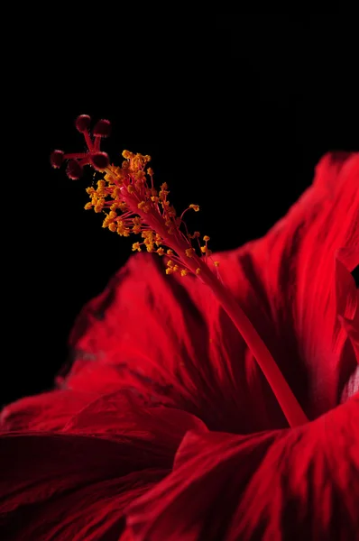 Закрыть цветок красного гибискуса и стебель — стоковое фото