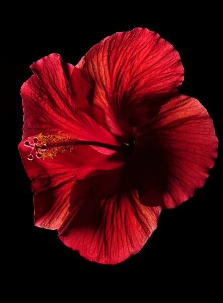 Siyah üzerine kırmızı hibiscus çiçek — Stok fotoğraf