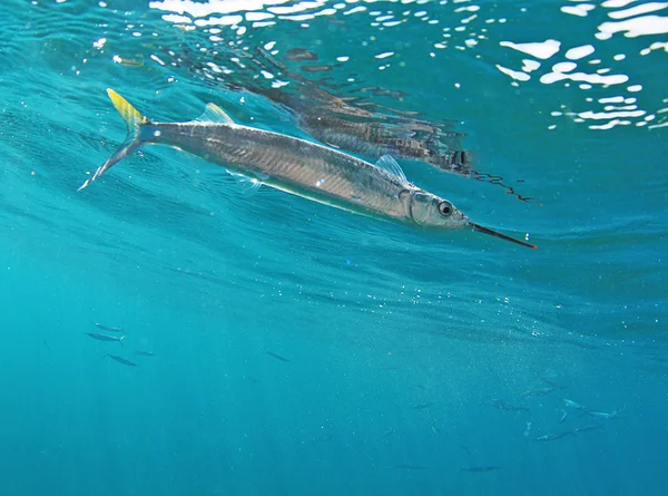 Ballyhoo peixe nadador no oceano — Fotografia de Stock