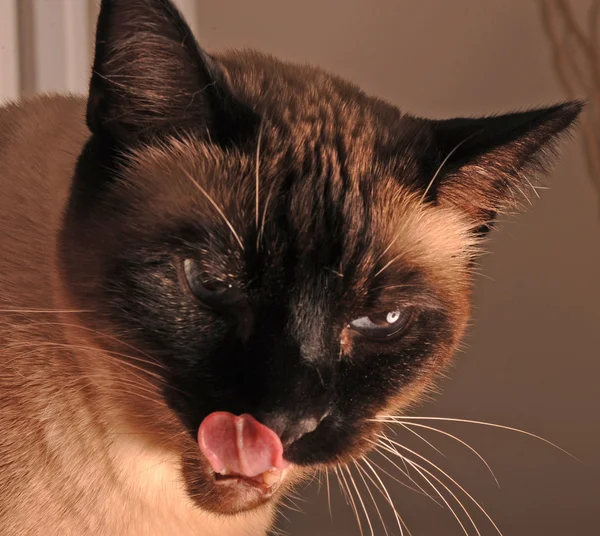 Cat and tongue — Stock Photo, Image
