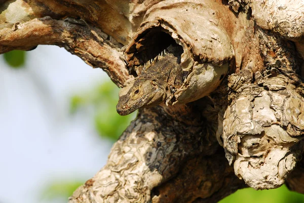 Игуана на дереве — стоковое фото