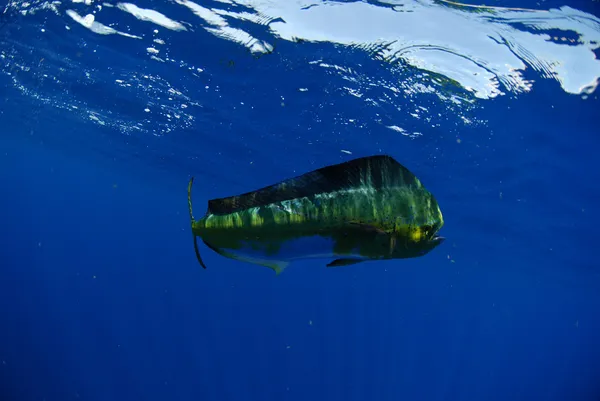 Sualtı okyanusta yüzmeye yunus balığı — Stok fotoğraf