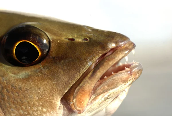 Mangrove snapper fish eyes — Stock Photo, Image
