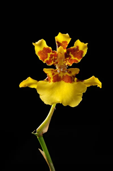 Fleur d'orchidée jaune isolé sur noir — Photo