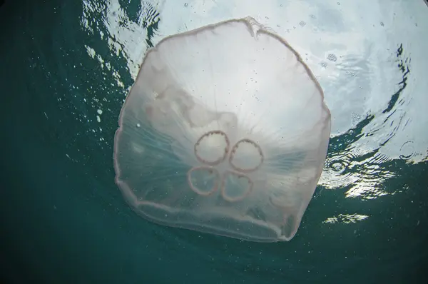 Meduza w Oceanie — Zdjęcie stockowe
