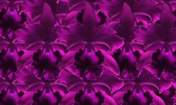 美しい紫色の蘭の花の背景 — ストック写真