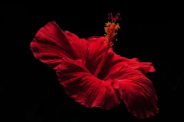 Güzel kırmızı amber çiçeği — Stok fotoğraf