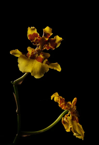 黒の背景で隔離の蘭の花 — ストック写真