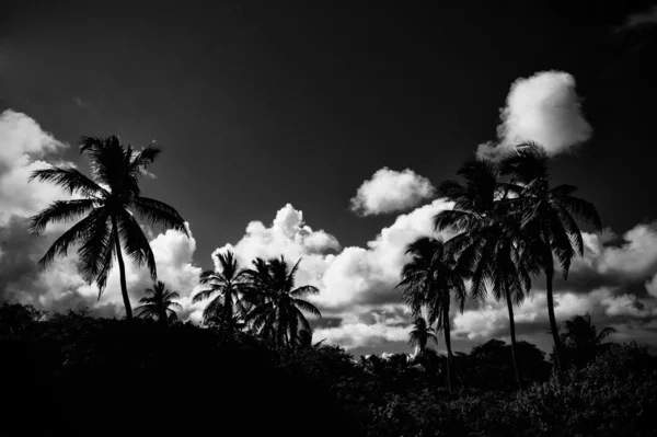 Zwart-wit tropische bestemming — Stockfoto