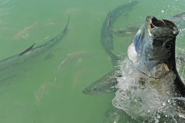 Tarpon fish jumping out of water with other tarpons swimming nea — Stock Photo, Image