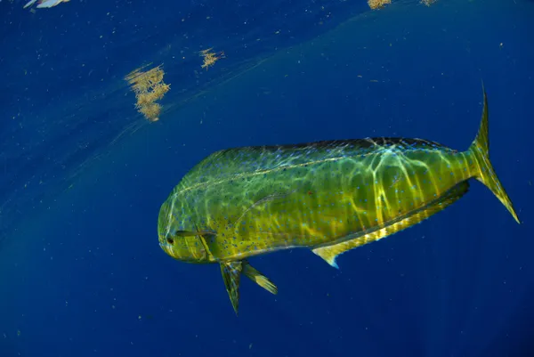 青い海で泳いでいる水中マヒマヒ — ストック写真