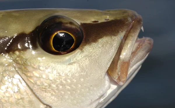 Κοντινό πλάνο φωτογραφία μαγγρόβια snapper ψαριών — Φωτογραφία Αρχείου