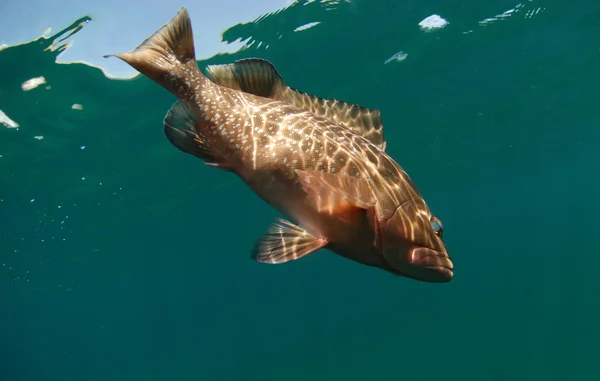 Czerwony grouper ryb kąpiel w Oceanie — Zdjęcie stockowe