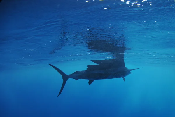 Vitorláshal hal úszás óceán — Stock Fotó