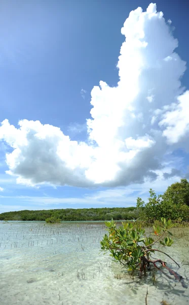 Image de portrait panoramique de la vie aquatique et végétale tropicale dans le Ba — Photo