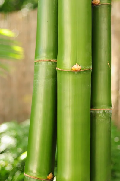 Bambu. — Stok fotoğraf
