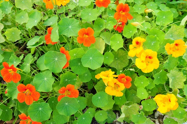Nasturtium flowers — Stock Photo, Image