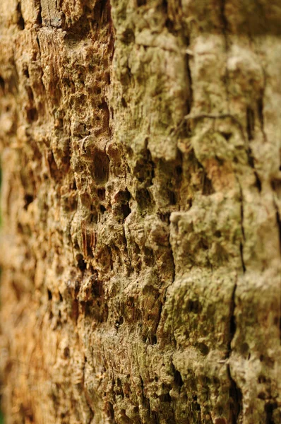 stock image Palm Tree Bark for Background