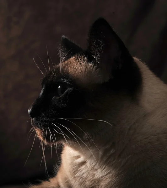 Siamese katt profil — Stockfoto