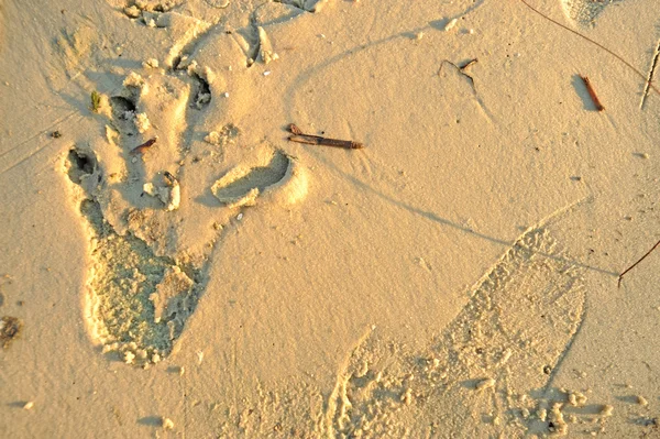 Huella de cocodrilo en arena blanca húmeda — Foto de Stock