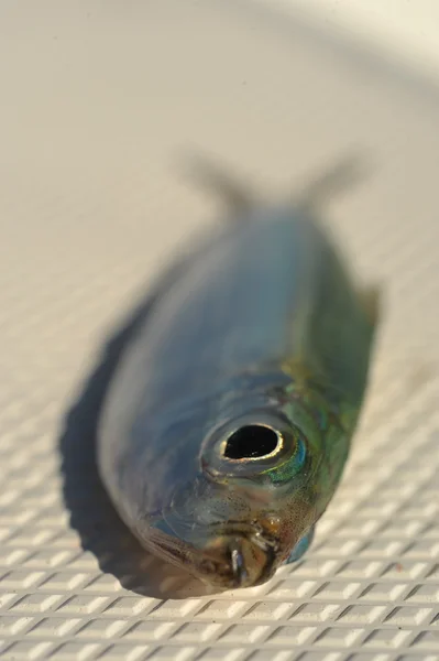 Close up van sardines vis — Stockfoto