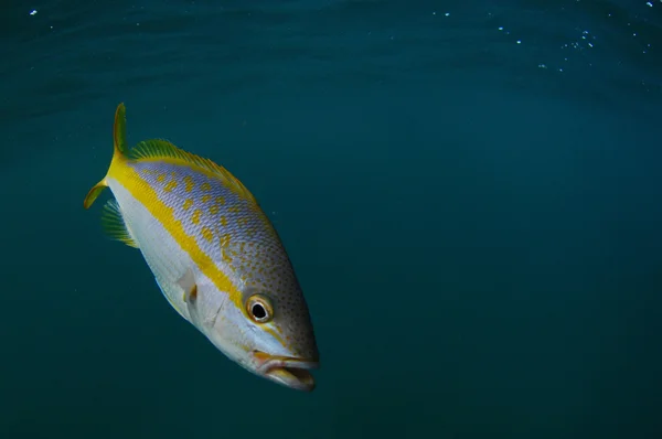 Yellowtail snapper i havet — Stockfoto