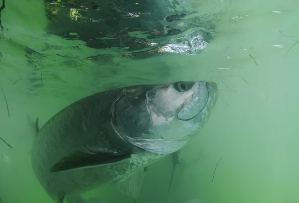 stock image Tarpon fish swimming underwater