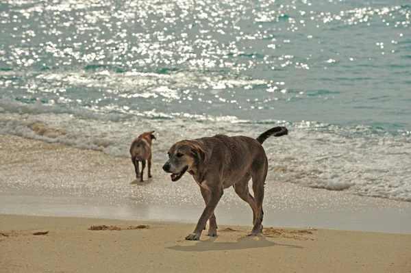 Dos perros felices en la playa Fotos De Stock