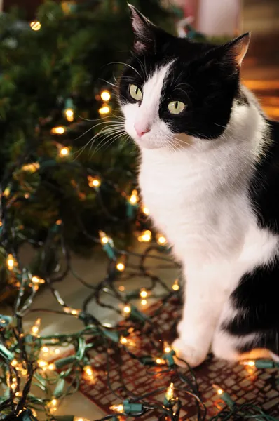 Söt katt med julbelysning Royaltyfria Stockbilder