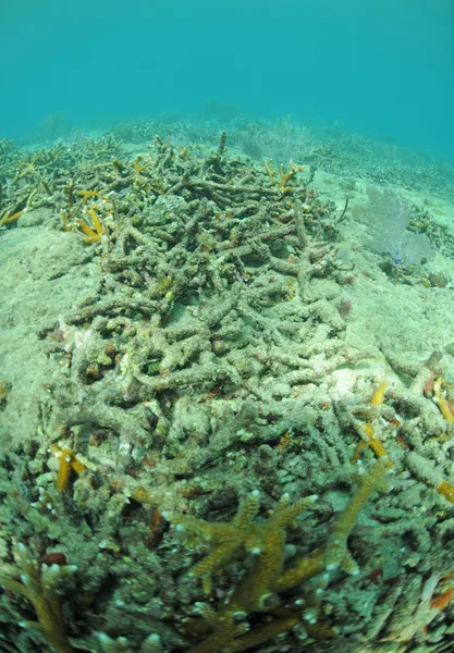 Umweltprobleme und tote Korallen Stockbild