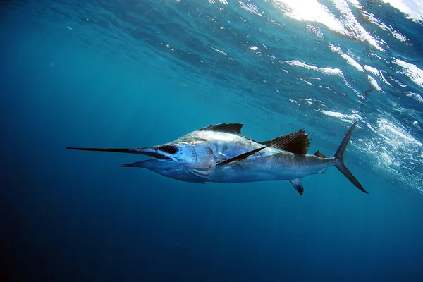 Segelfische unter Wasser im blauen Wasser lizenzfreie Stockfotos