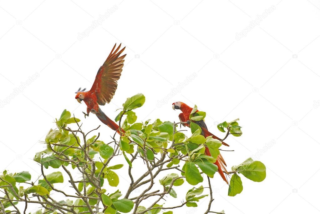Macaw birds landing on tree