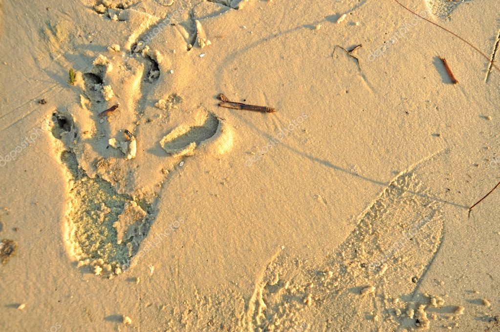 Alligator footprint in wet white sand — Stock Photo © ftlaudgirl #10772878