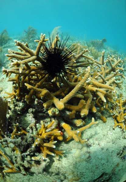 Deniz kestanesi ve mercan — Stok fotoğraf