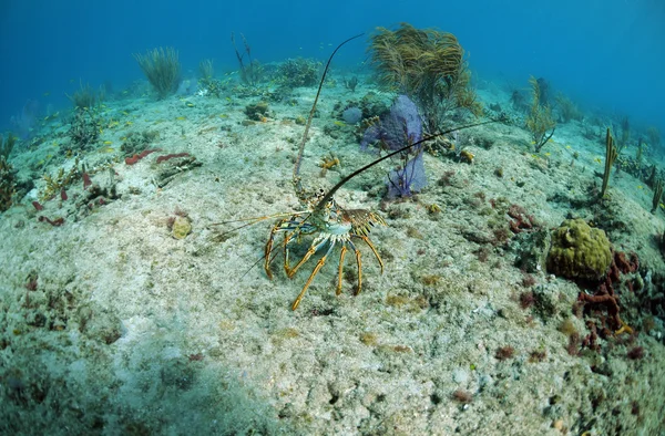 Florida spiny lobster — Zdjęcie stockowe