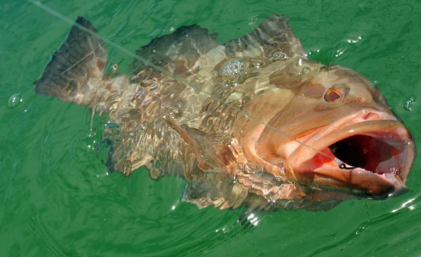 Red Grouper — Stock Photo, Image