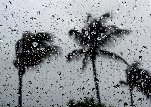 stock image Rain and palms