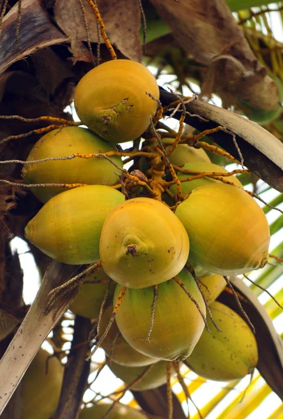 stock image Coconuts in coconut palm tree