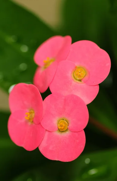 Crown of thorns plant — Stock Photo, Image