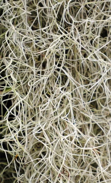 stock image Spanish moss