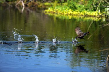 moorhens kuş