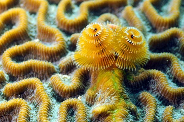 Mjuk korall — Stockfoto