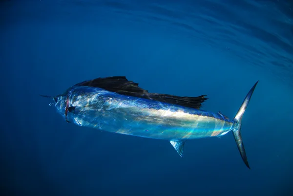 Salifish w Oceanie — Zdjęcie stockowe