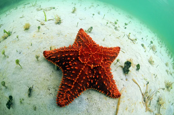 Estrella de mar roja en el océano — Foto de Stock