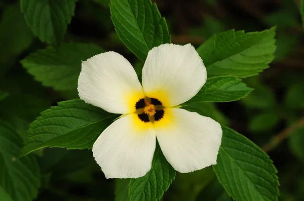 Turnera subulata oder gelbe Ranunkelblüte — Stockfoto