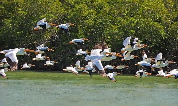 Pelicanos brancos voando sobre a água — Fotografia de Stock