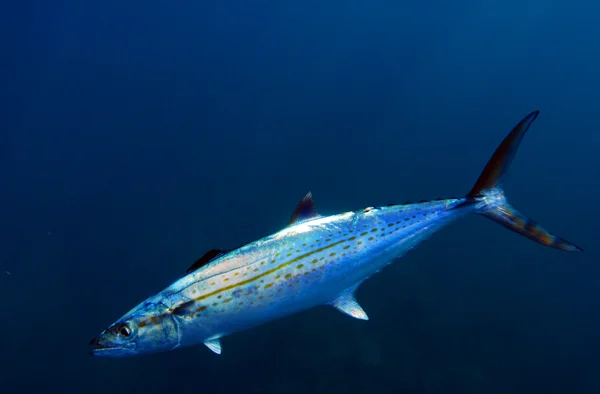 Cero makrely ryba — Stock fotografie