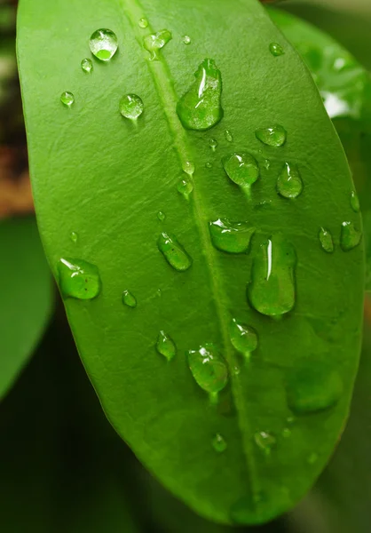 Green plant with raindrops